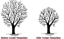 crown reduction