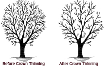 crown thinning