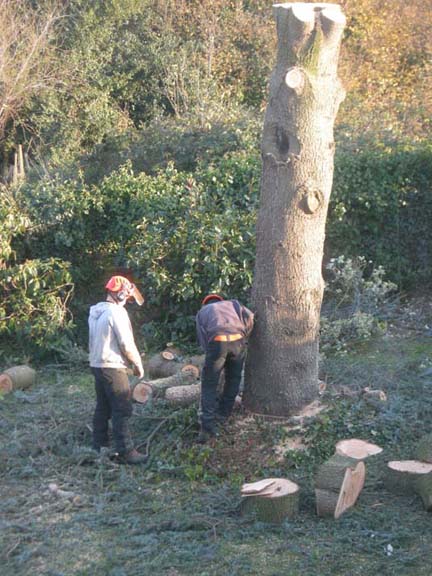 tree surgeons wedging the trunk