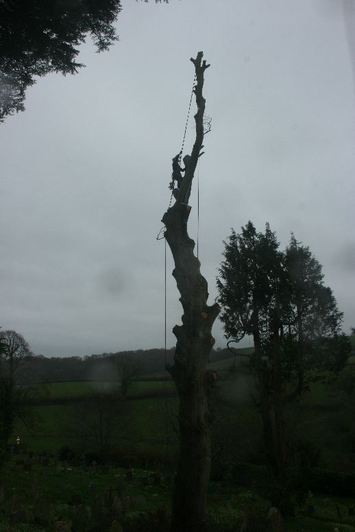 Dismantling tree in newton abbot