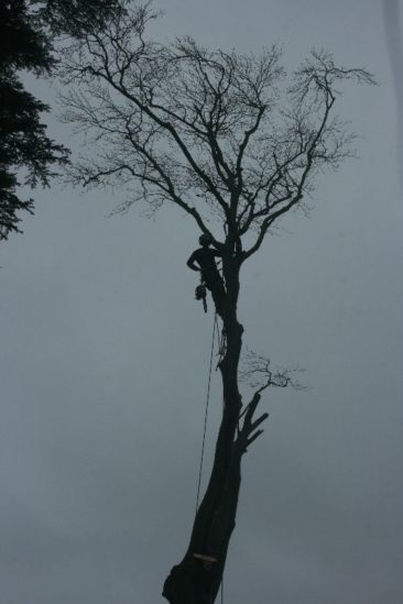 dismantling tree