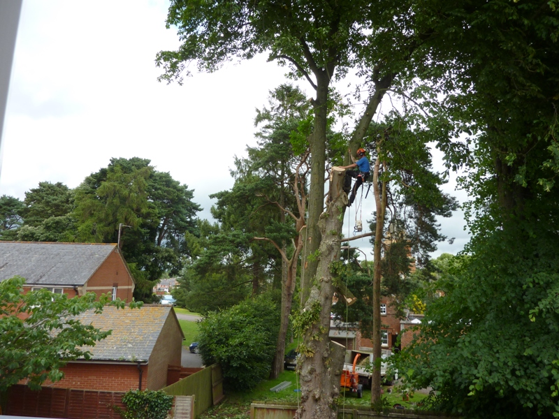 tree surgery - large tree dismantle