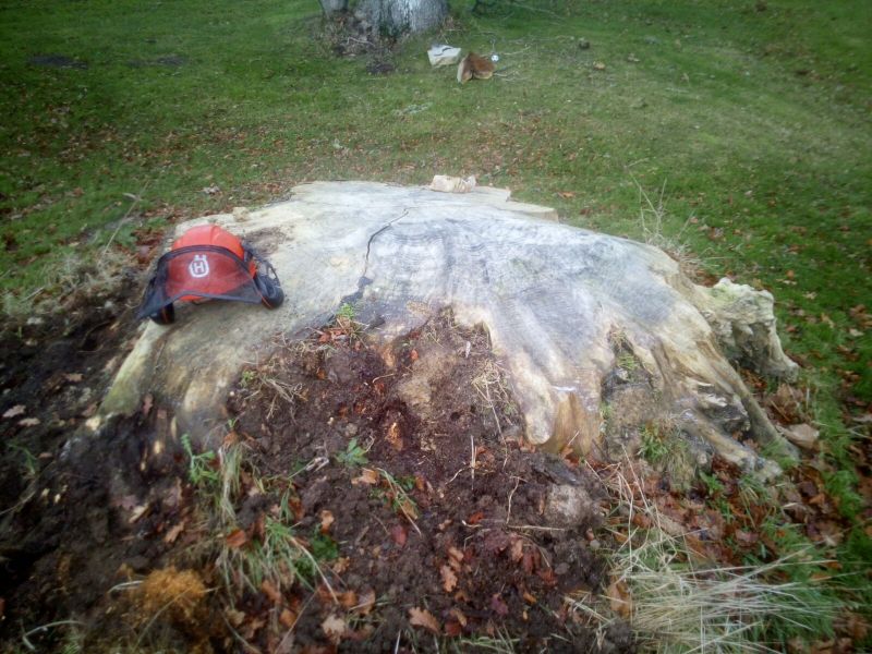 stump grinding - top removed