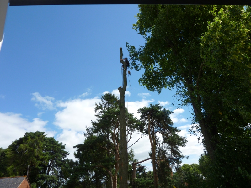 tree surgeon removing top branches