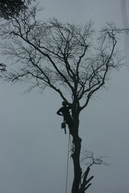 Tree surgeon dismantling tree