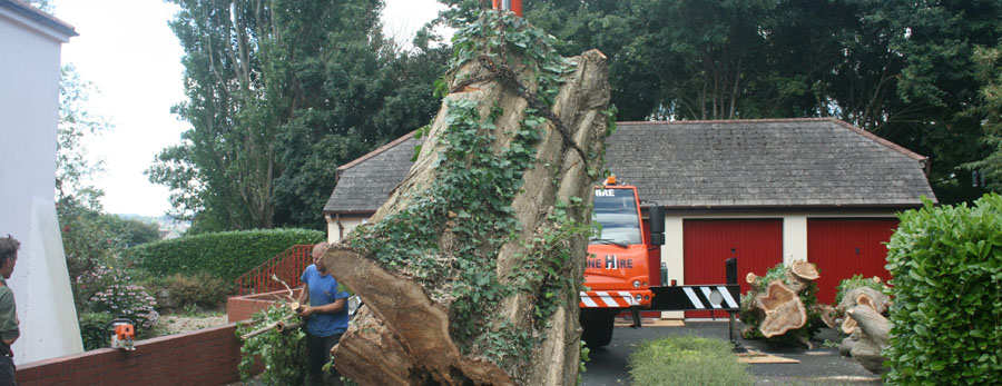 Tree Surgery at Exeter Quay