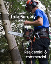 tree surgery exeter
