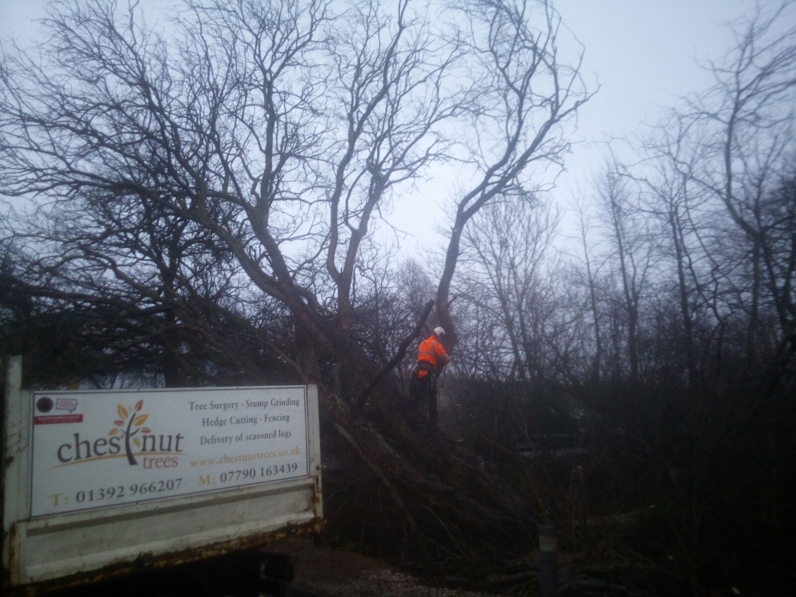 Carefully dismantling fallen tree