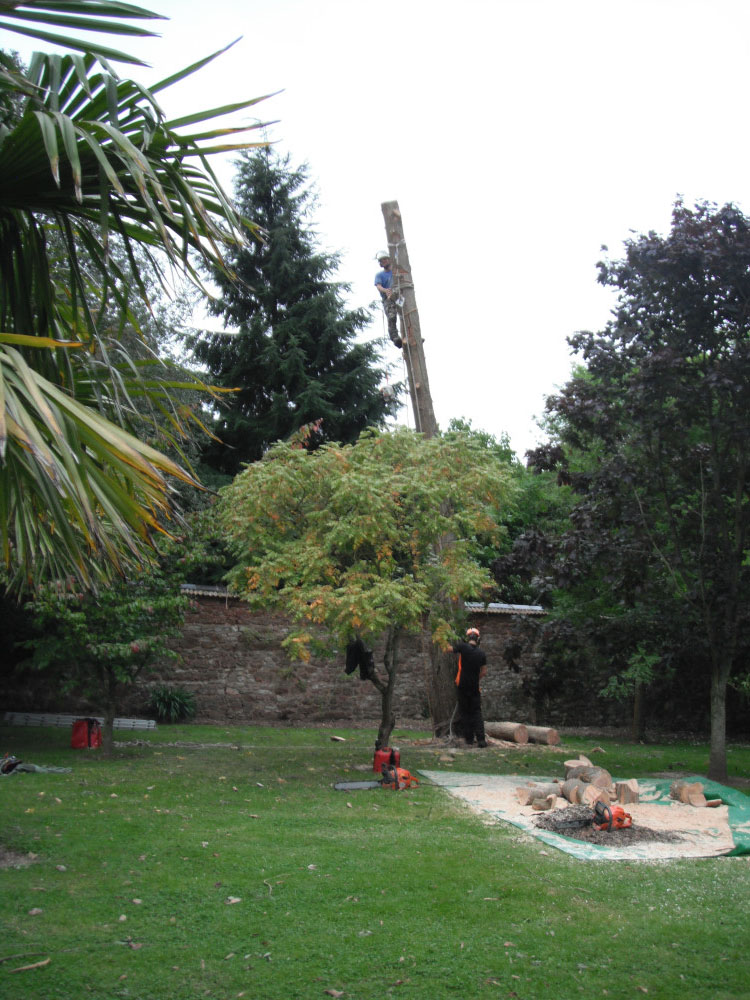 Removing a leaning Eucalyptus tree