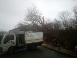 Tree surgeon dismantles storm damaged tree