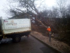 Tree surgeon dismantling fallen tree
