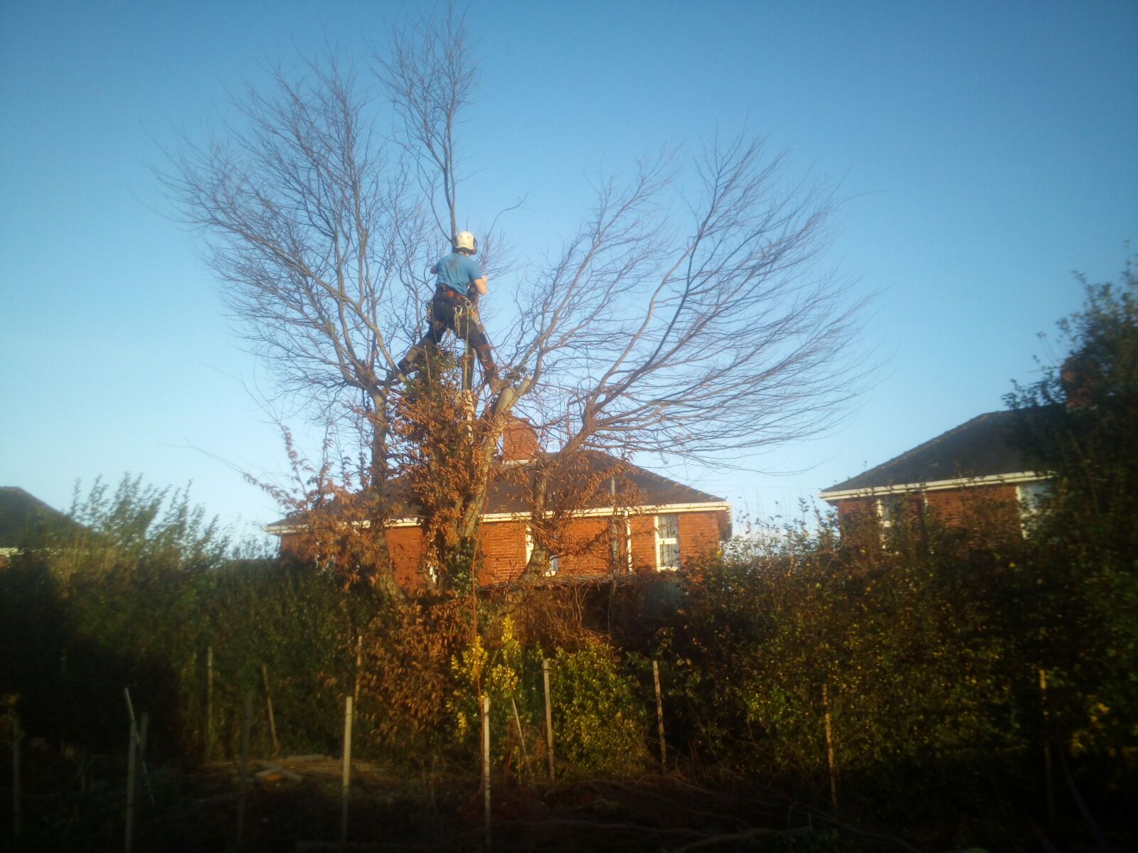 Tree surgeon dismantling tree in hedge line